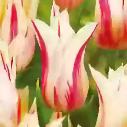 Lily Flowering Tulips